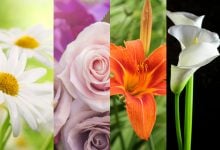 Daisy, rose, tiger lily, and cala lily: what your favorite flower says about you