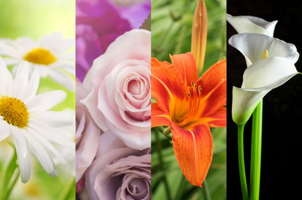 Daisy, rose, tiger lily, and cala lily: what your favorite flower says about you