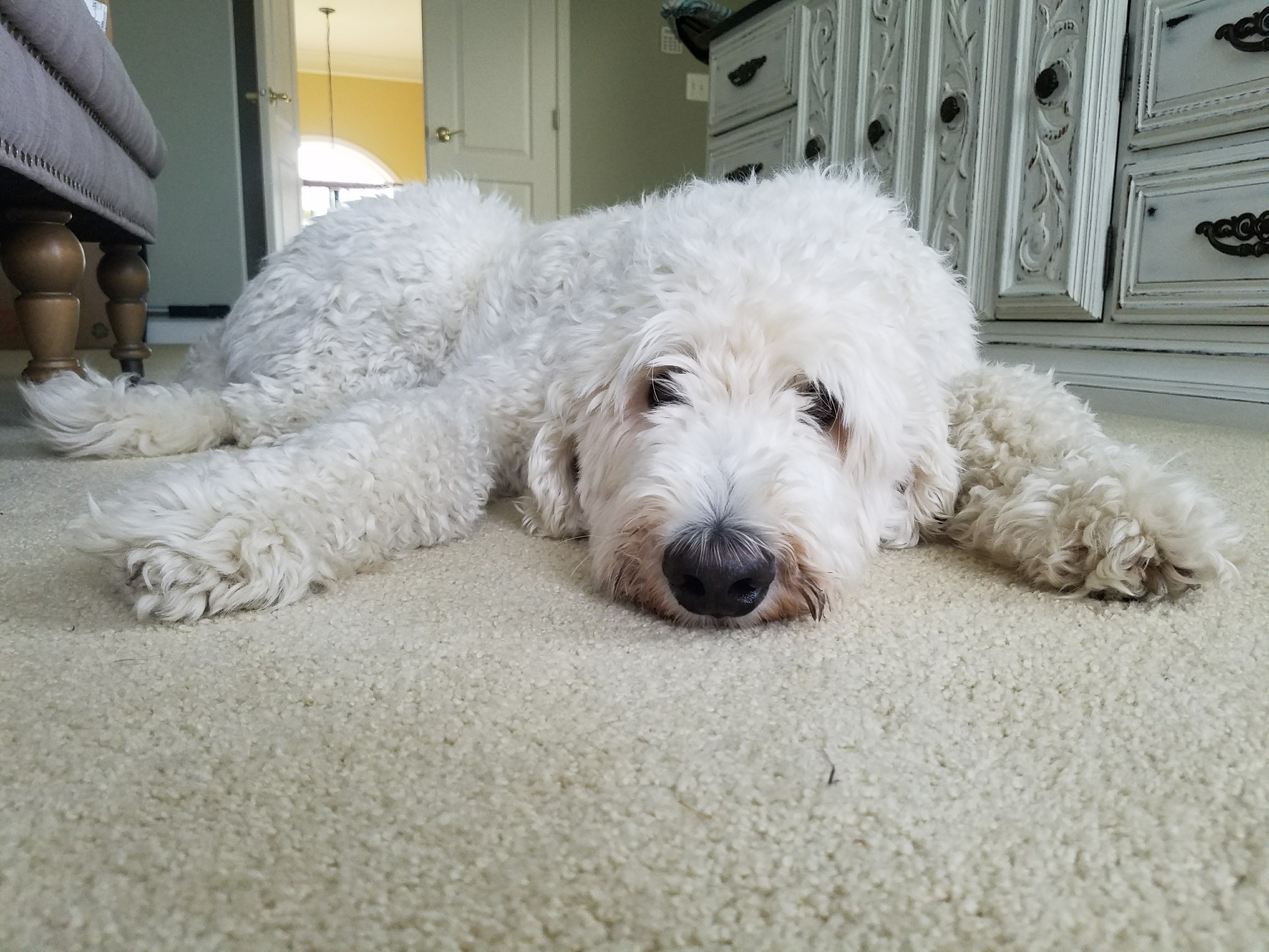 sensitive, sweet, fluffy white dog laying on the ground