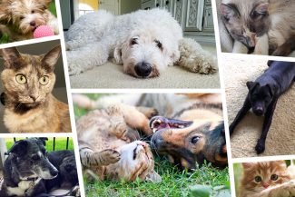 collage of different dogs and cats