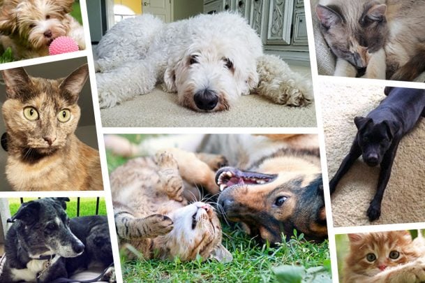 collage of different dogs and cats