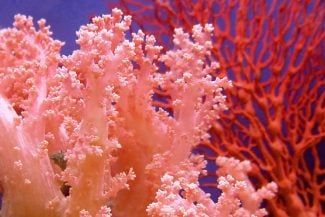 undersea coral